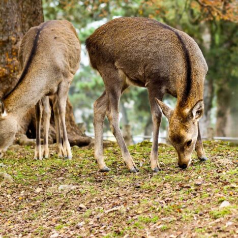 Where to Stay in Kyoto: Best Areas for First-Time Visitors